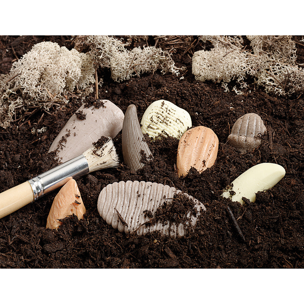 Yellow Door® Let’s Investigate Prehistoric Teeth | 8 Durable Fossil Tooth Replicas for Sensory Play, STEM Learning & Paleontology Exploration