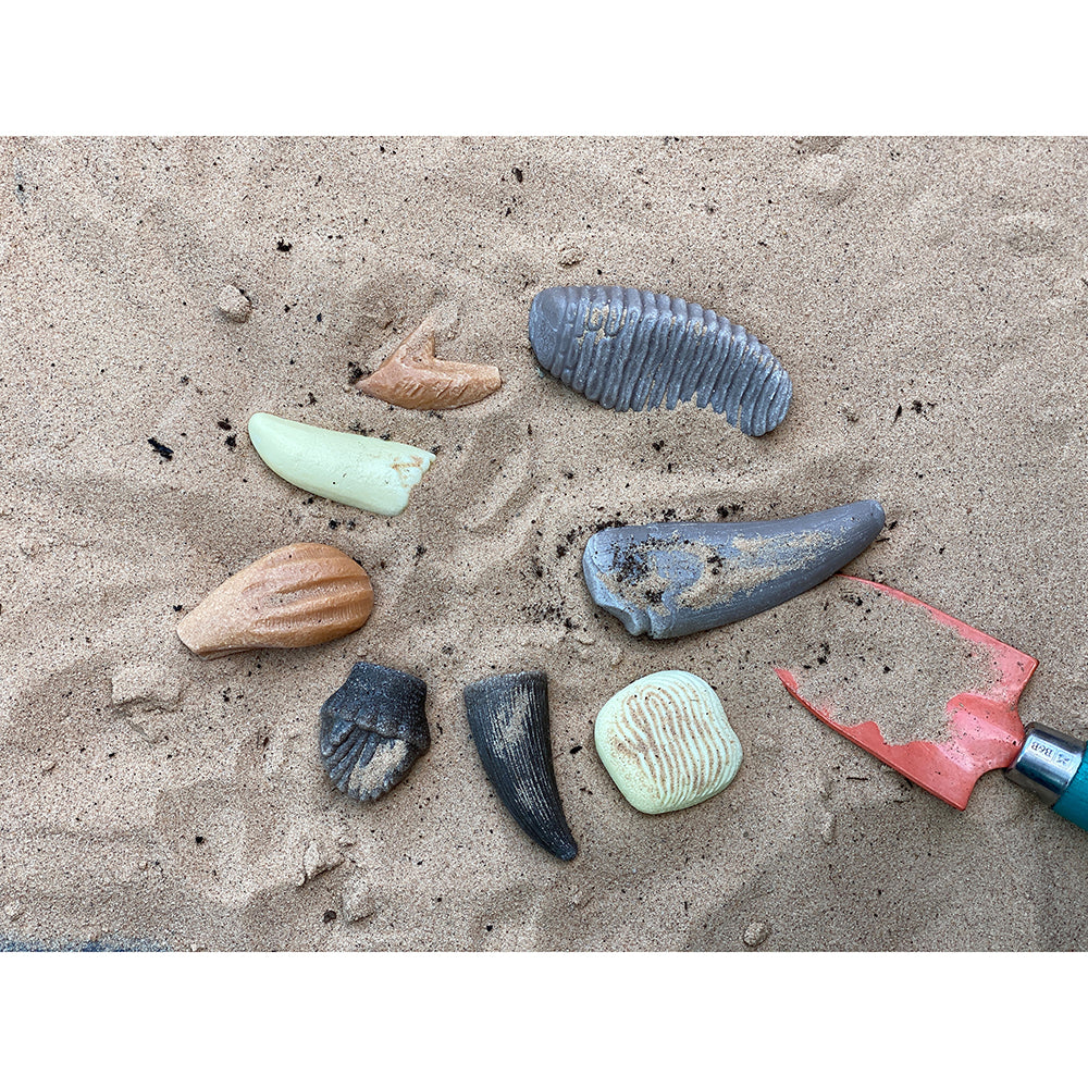 Yellow Door® Let’s Investigate Prehistoric Teeth | 8 Durable Fossil Tooth Replicas for Sensory Play, STEM Learning & Paleontology Exploration