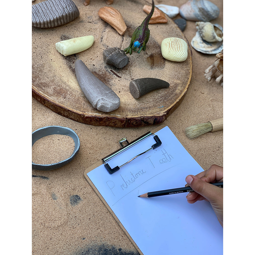 Yellow Door® Let’s Investigate Prehistoric Teeth | 8 Durable Fossil Tooth Replicas for Sensory Play, STEM Learning & Paleontology Exploration