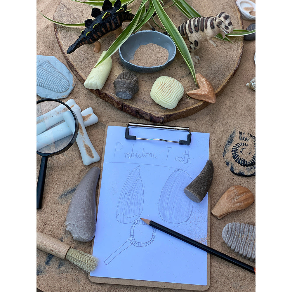 Yellow Door® Let’s Investigate Prehistoric Teeth | 8 Durable Fossil Tooth Replicas for Sensory Play, STEM Learning & Paleontology Exploration