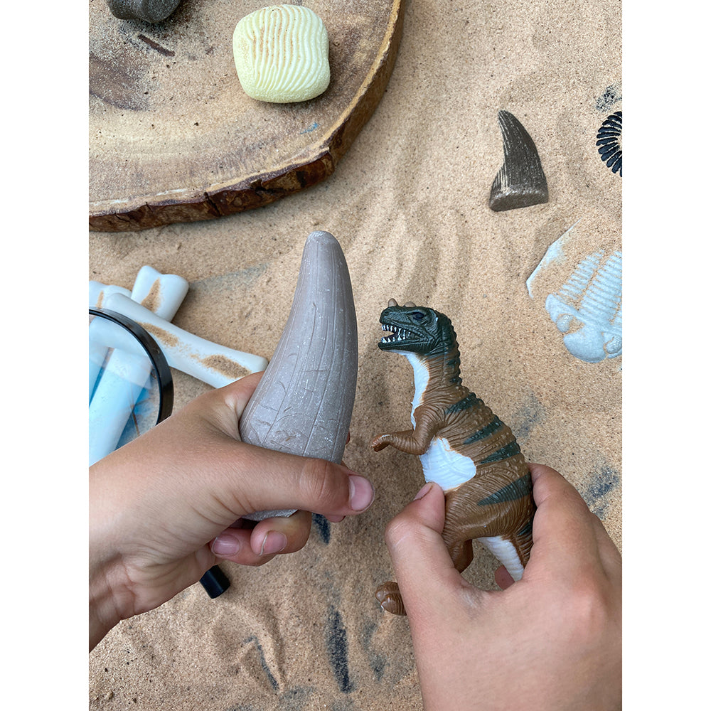 Yellow Door® Let’s Investigate Prehistoric Teeth | 8 Durable Fossil Tooth Replicas for Sensory Play, STEM Learning & Paleontology Exploration
