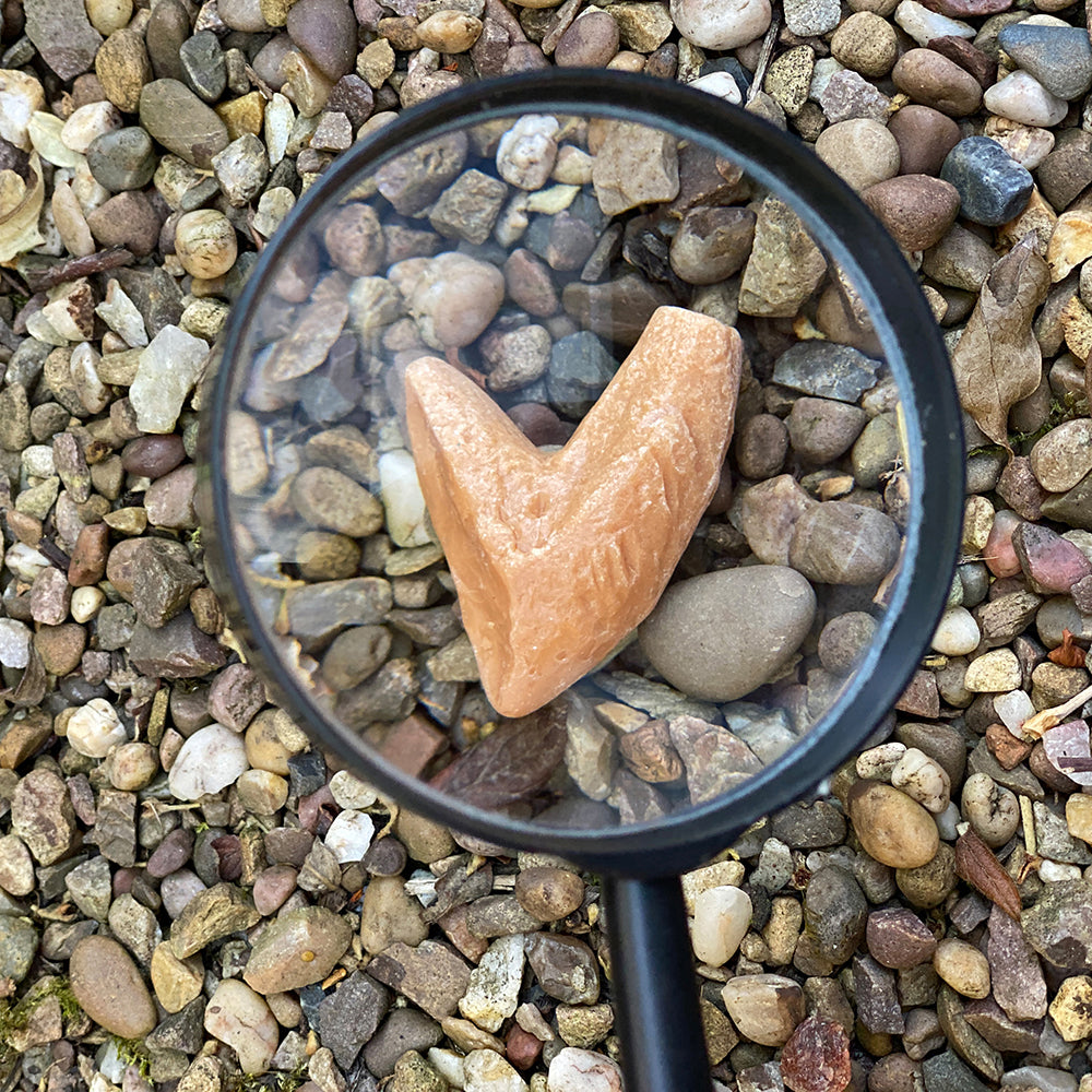 Yellow Door® Let’s Investigate Prehistoric Teeth | 8 Durable Fossil Tooth Replicas for Sensory Play, STEM Learning & Paleontology Exploration